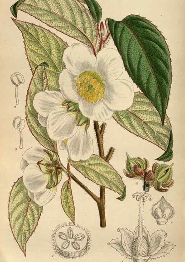 Reproducción/Reproduction 35924433581: Curtis's botanical magazine.. London ; New York [etc.] :Academic Press [etc.]