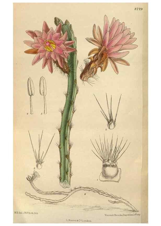 Reproducción/Reproduction 35668030270: Curtis's botanical magazine.. London ; New York [etc.] :Academic Press [etc.]