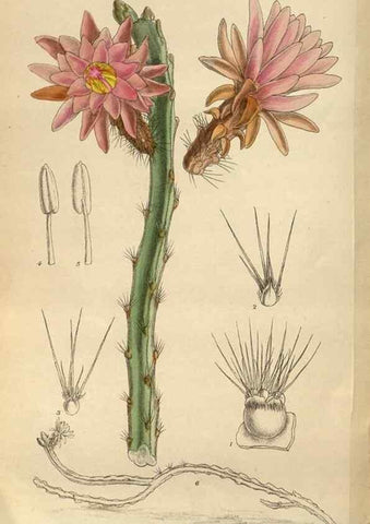 Reproducción/Reproduction 35668030270: Curtis's botanical magazine.. London ; New York [etc.] :Academic Press [etc.]