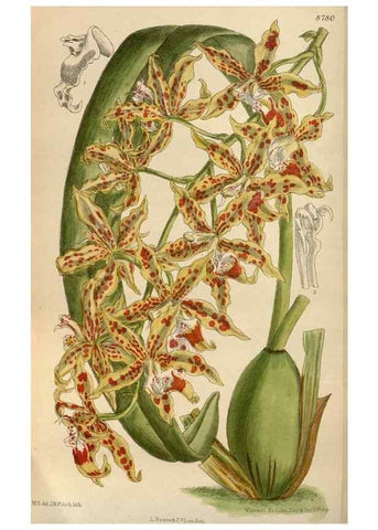 Reproducción/Reproduction 35668033050: Curtis's botanical magazine.. London ; New York [etc.] :Academic Press [etc.]