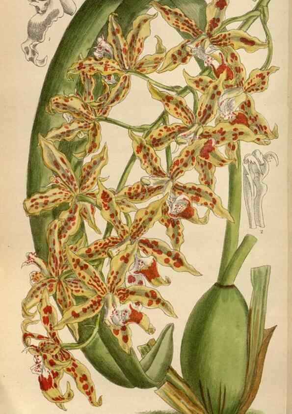 Reproducción/Reproduction 35668033050: Curtis's botanical magazine.. London ; New York [etc.] :Academic Press [etc.]