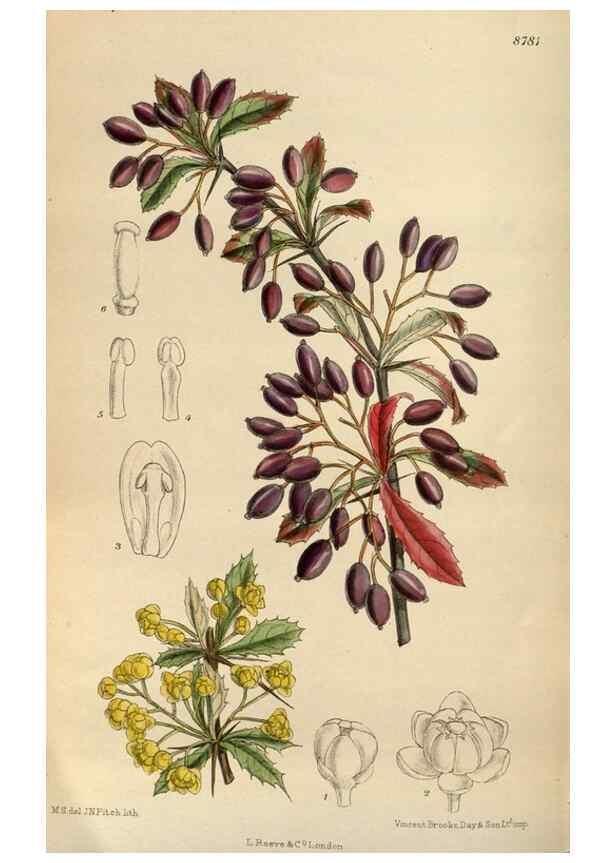 Reproducción/Reproduction 35886458482: Curtis's botanical magazine.. London ; New York [etc.] :Academic Press [etc.]