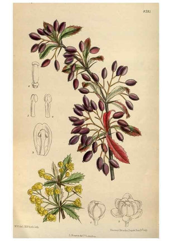 Reproducción/Reproduction 35886458482: Curtis's botanical magazine.. London ; New York [etc.] :Academic Press [etc.]
