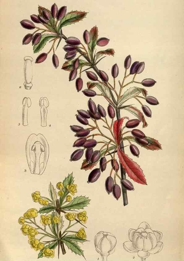 Reproducción/Reproduction 35886458482: Curtis's botanical magazine.. London ; New York [etc.] :Academic Press [etc.]