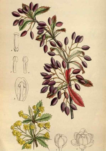 Reproducción/Reproduction 35886458482: Curtis's botanical magazine.. London ; New York [etc.] :Academic Press [etc.]