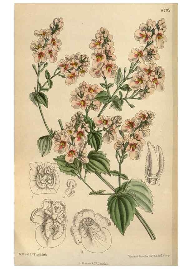 Reproducción/Reproduction 35218098084: Curtis's botanical magazine.. London ; New York [etc.] :Academic Press [etc.]