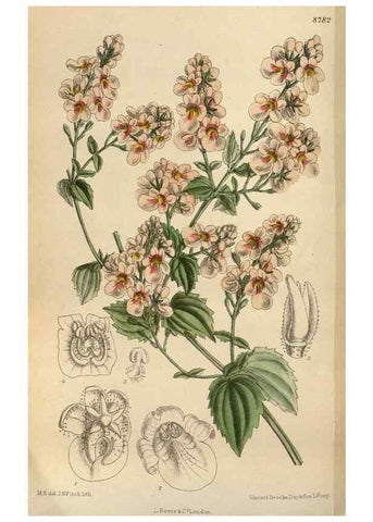 Reproducción/Reproduction 35218098084: Curtis's botanical magazine.. London ; New York [etc.] :Academic Press [etc.]