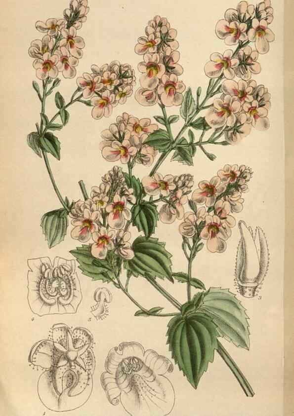 Reproducción/Reproduction 35218098084: Curtis's botanical magazine.. London ; New York [etc.] :Academic Press [etc.]