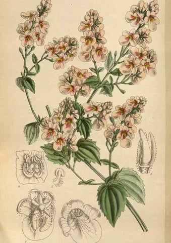 Reproducción/Reproduction 35218098084: Curtis's botanical magazine.. London ; New York [etc.] :Academic Press [etc.]
