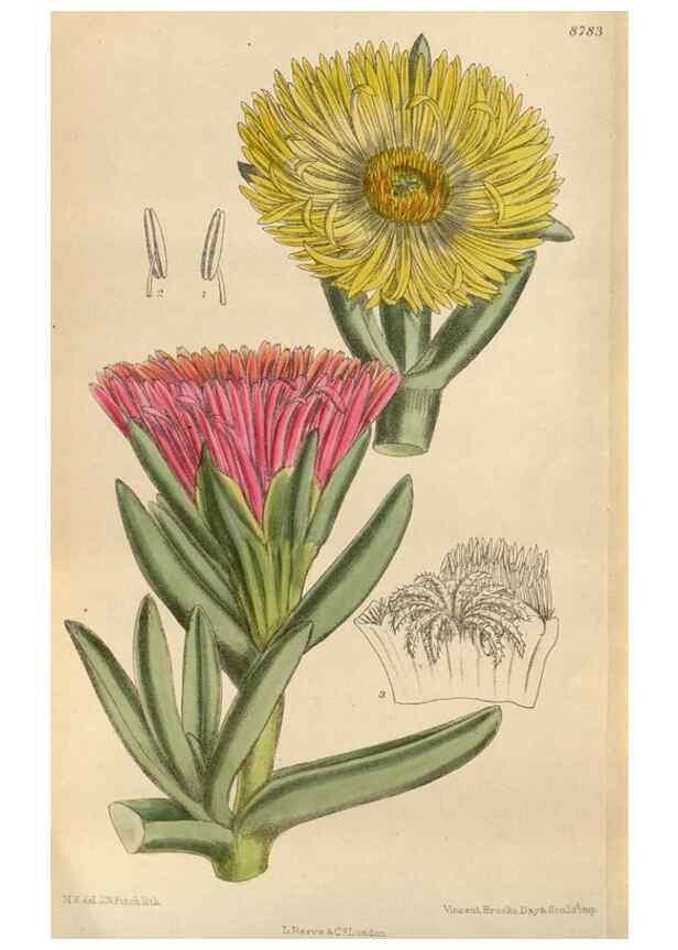 Reproducción/Reproduction 35218100884: Curtis's botanical magazine.. London ; New York [etc.] :Academic Press [etc.]
