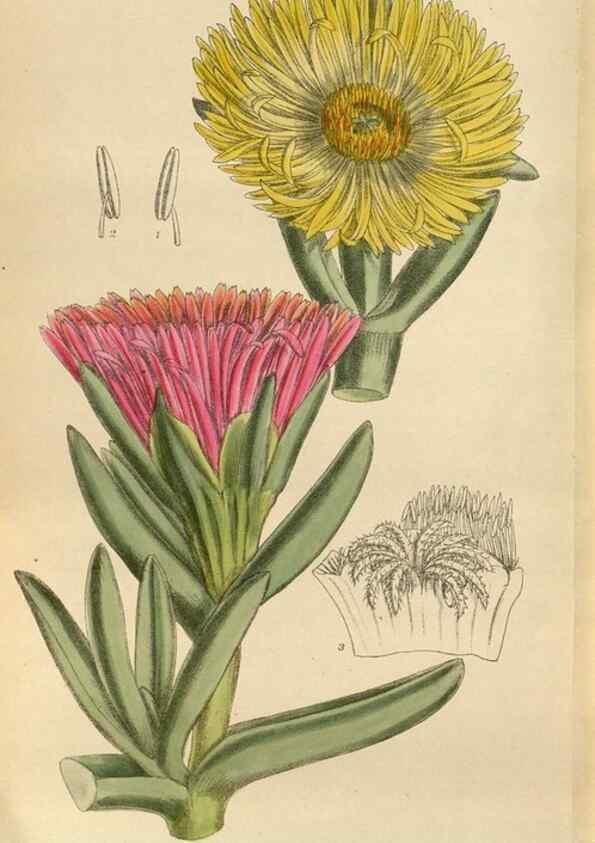 Reproducción/Reproduction 35218100884: Curtis's botanical magazine.. London ; New York [etc.] :Academic Press [etc.]