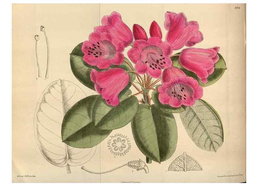 Reproducción/Reproduction 35886442942: Curtis's botanical magazine.. London ; New York [etc.] :Academic Press [etc.]