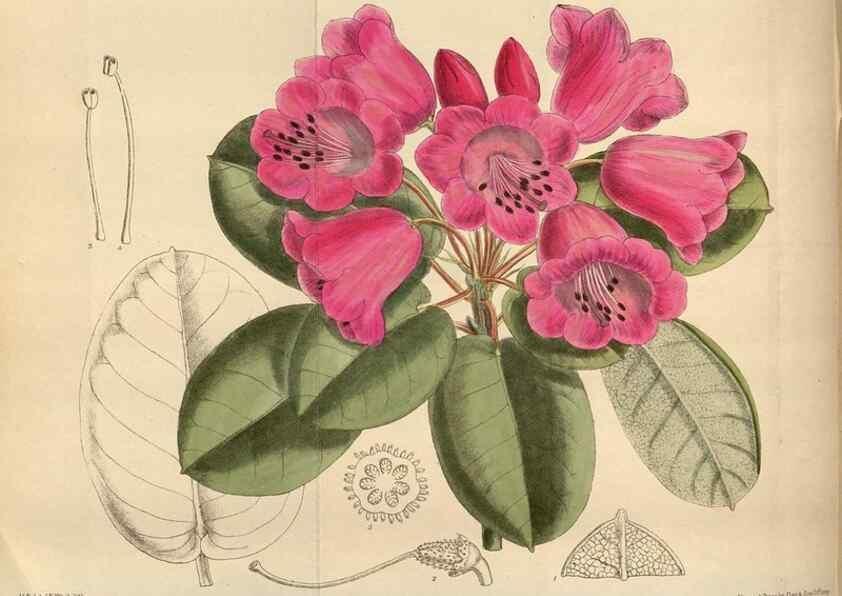 Reproducción/Reproduction 35886442942: Curtis's botanical magazine.. London ; New York [etc.] :Academic Press [etc.]