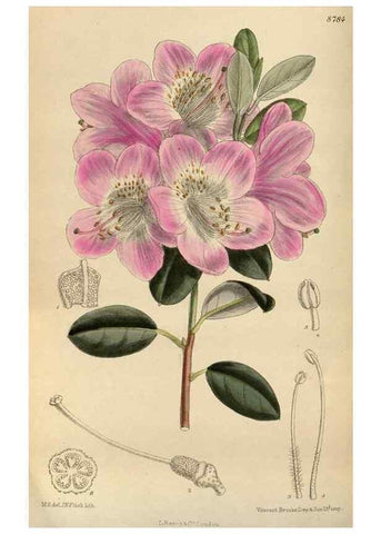 Reproducción/Reproduction 35886465872: Curtis's botanical magazine.. London ; New York [etc.] :Academic Press [etc.]