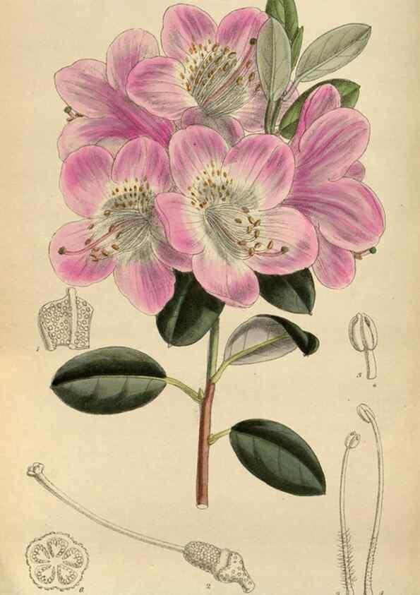 Reproducción/Reproduction 35886465872: Curtis's botanical magazine.. London ; New York [etc.] :Academic Press [etc.]