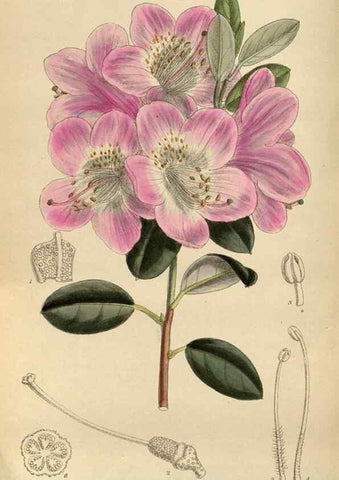 Reproducción/Reproduction 35886465872: Curtis's botanical magazine.. London ; New York [etc.] :Academic Press [etc.]