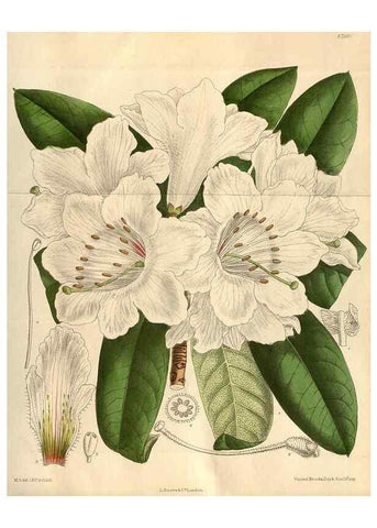 Reproducción/Reproduction 35218170494: Curtis's botanical magazine.. London ; New York [etc.] :Academic Press [etc.]