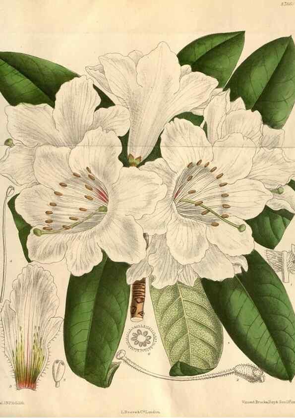 Reproducción/Reproduction 35218170494: Curtis's botanical magazine.. London ; New York [etc.] :Academic Press [etc.]