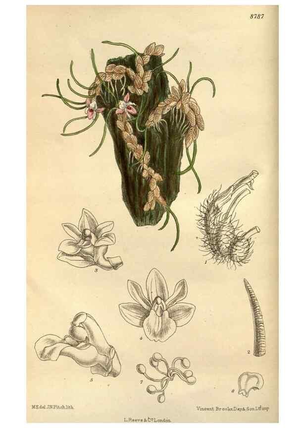 Reproducción/Reproduction 35218172114: Curtis's botanical magazine.. London ; New York [etc.] :Academic Press [etc.]