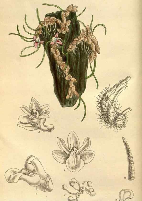 Reproducción/Reproduction 35218172114: Curtis's botanical magazine.. London ; New York [etc.] :Academic Press [etc.]