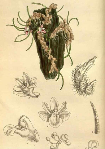 Reproducción/Reproduction 35218172114: Curtis's botanical magazine.. London ; New York [etc.] :Academic Press [etc.]