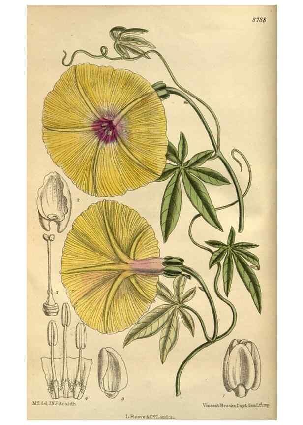 Reproducción/Reproduction 35218173624: Curtis's botanical magazine.. London ; New York [etc.] :Academic Press [etc.]