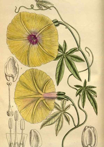 Reproducción/Reproduction 35218173624: Curtis's botanical magazine.. London ; New York [etc.] :Academic Press [etc.]