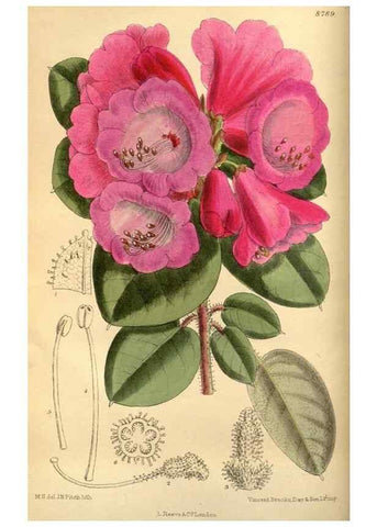 Reproducción/Reproduction 35218175494: Curtis's botanical magazine.. London ; New York [etc.] :Academic Press [etc.]