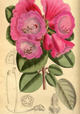 Reproducción/Reproduction 35218175494: Curtis's botanical magazine.. London ; New York [etc.] :Academic Press [etc.]