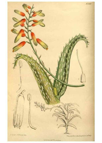 Reproducción/Reproduction 35218177534: Curtis's botanical magazine.. London ; New York [etc.] :Academic Press [etc.]