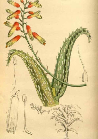 Reproducción/Reproduction 35218177534: Curtis's botanical magazine.. London ; New York [etc.] :Academic Press [etc.]