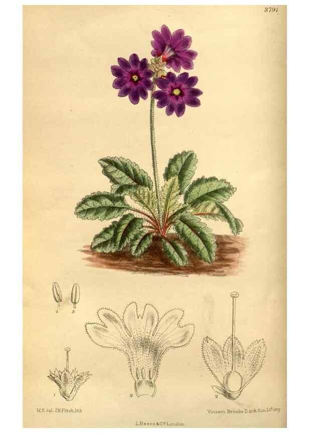 Reproducción/Reproduction 35218179934: Curtis's botanical magazine.. London ; New York [etc.] :Academic Press [etc.]