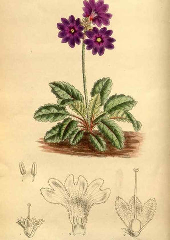 Reproducción/Reproduction 35218179934: Curtis's botanical magazine.. London ; New York [etc.] :Academic Press [etc.]