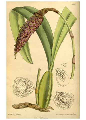 Reproducción/Reproduction 35218182274: Curtis's botanical magazine.. London ; New York [etc.] :Academic Press [etc.]