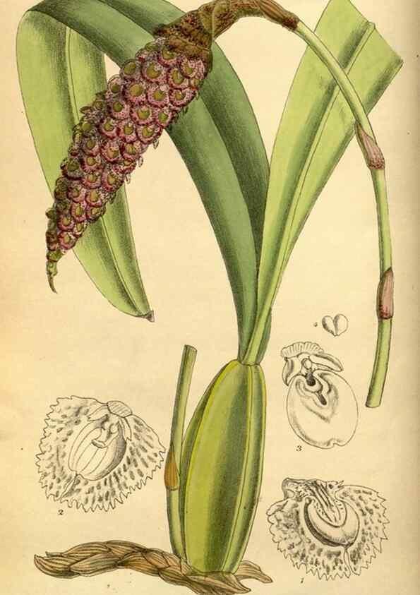 Reproducción/Reproduction 35218182274: Curtis's botanical magazine.. London ; New York [etc.] :Academic Press [etc.]