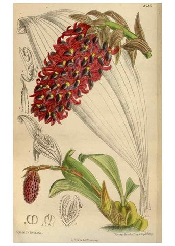 Reproducción/Reproduction 35886468082: Curtis's botanical magazine.. London ; New York [etc.] :Academic Press [etc.]