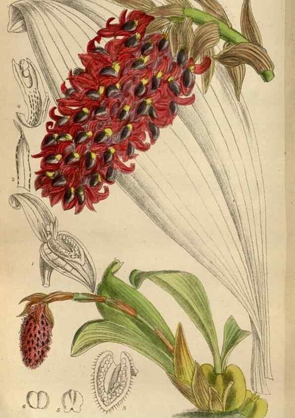 Reproducción/Reproduction 35886468082: Curtis's botanical magazine.. London ; New York [etc.] :Academic Press [etc.]