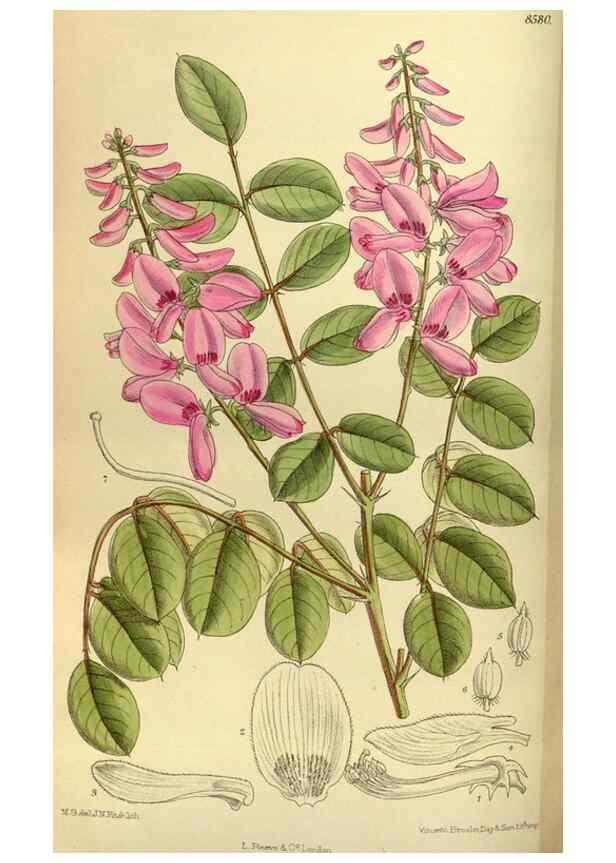 Reproducción/Reproduction 35247821183: Curtis's botanical magazine.. London ; New York [etc.] :Academic Press [etc.]
