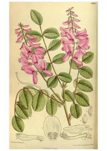 Reproducción/Reproduction 35247821183: Curtis's botanical magazine.. London ; New York [etc.] :Academic Press [etc.]