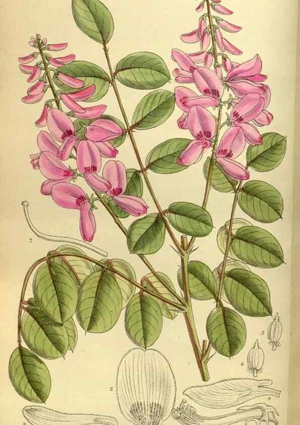 Reproducción/Reproduction 35247821183: Curtis's botanical magazine.. London ; New York [etc.] :Academic Press [etc.]
