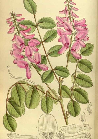 Reproducción/Reproduction 35247821183: Curtis's botanical magazine.. London ; New York [etc.] :Academic Press [etc.]