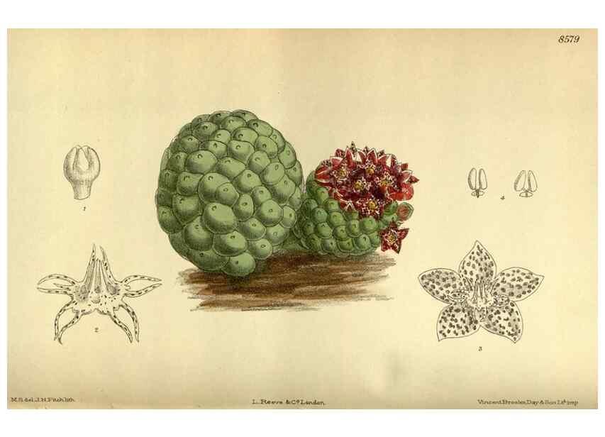 Reproducción/Reproduction 36056664055: Curtis's botanical magazine.. London ; New York [etc.] :Academic Press [etc.]