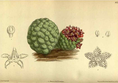Reproducción/Reproduction 36056664055: Curtis's botanical magazine.. London ; New York [etc.] :Academic Press [etc.]