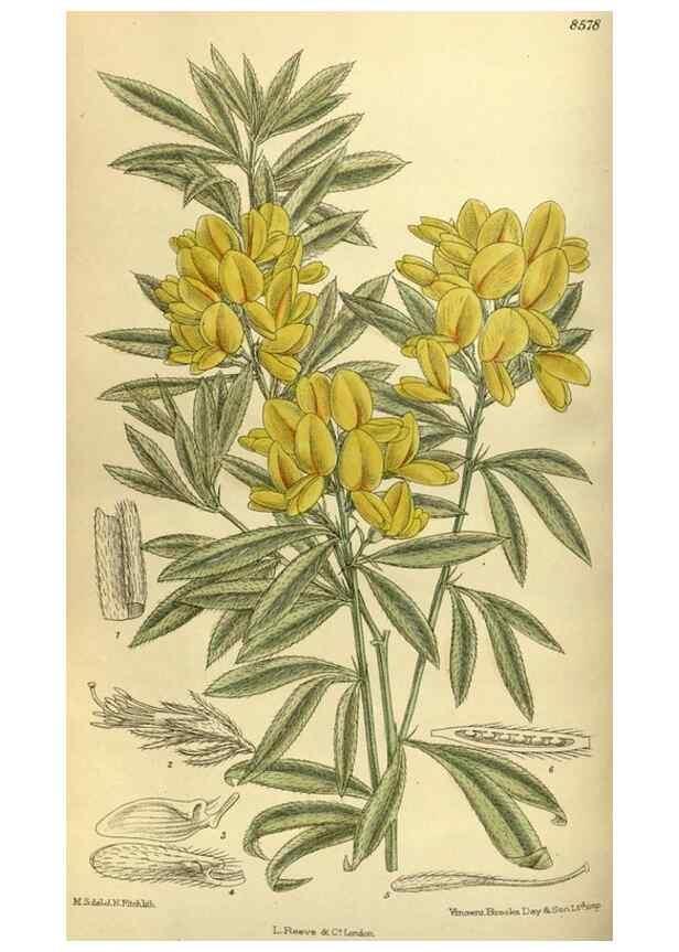 Reproducción/Reproduction 35217122584: Curtis's botanical magazine.. London ; New York [etc.] :Academic Press [etc.]