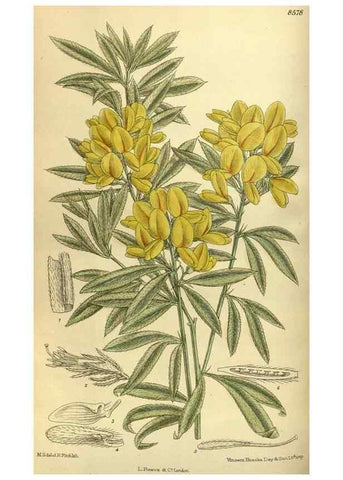 Reproducción/Reproduction 35217122584: Curtis's botanical magazine.. London ; New York [etc.] :Academic Press [etc.]