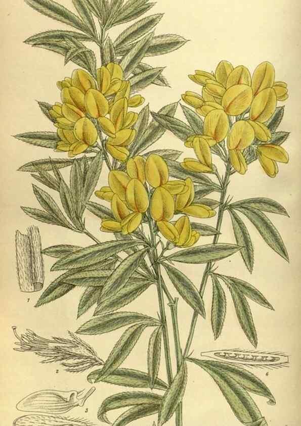 Reproducción/Reproduction 35217122584: Curtis's botanical magazine.. London ; New York [etc.] :Academic Press [etc.]