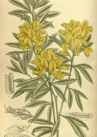 Reproducción/Reproduction 35217122584: Curtis's botanical magazine.. London ; New York [etc.] :Academic Press [etc.]