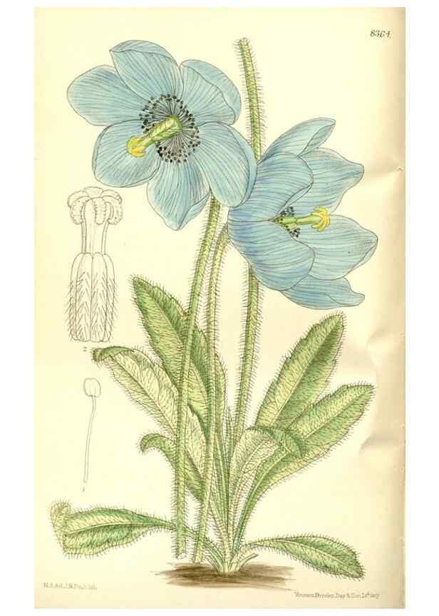 Reproducción/Reproduction 35247018043: Curtis's botanical magazine.. London ; New York [etc.] :Academic Press [etc.]