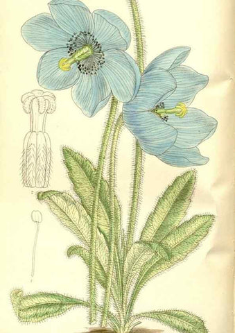 Reproducción/Reproduction 35247018043: Curtis's botanical magazine.. London ; New York [etc.] :Academic Press [etc.]