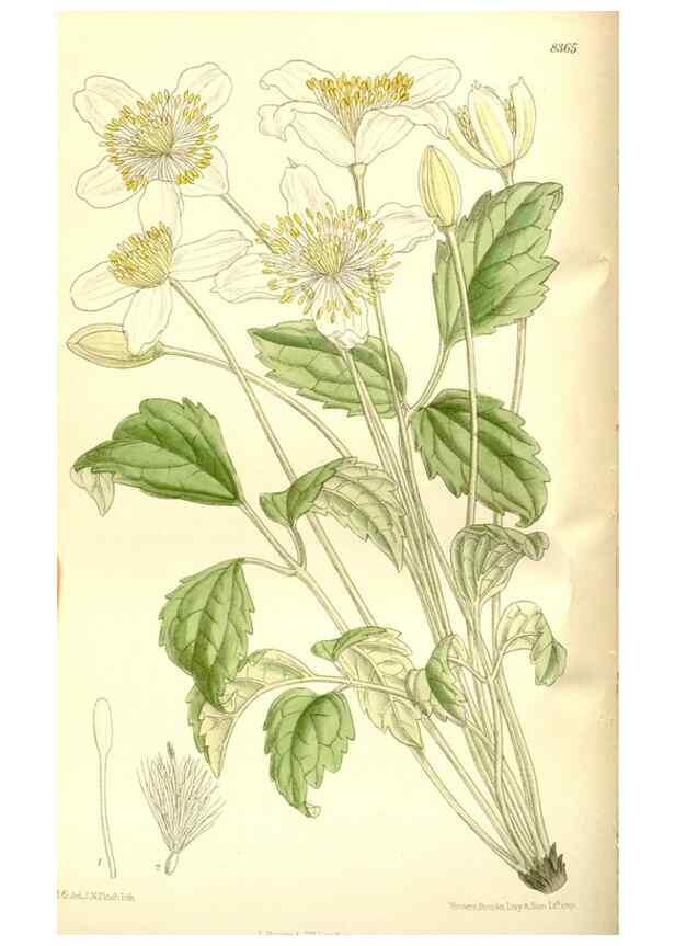 Reproducción/Reproduction 35247019503: Curtis's botanical magazine.. London ; New York [etc.] :Academic Press [etc.]